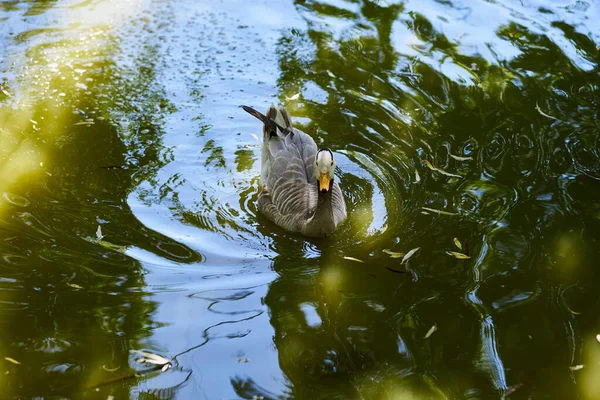 One gray duck looking into the camera in the water in the shade of the trees from the sun