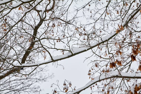 Thick Branches Covered Snow Background Winter Sky — Stock fotografie