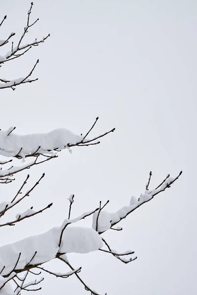 Vertical Photo Thick Branches Covered Snow Background Winter Sky — Foto Stock