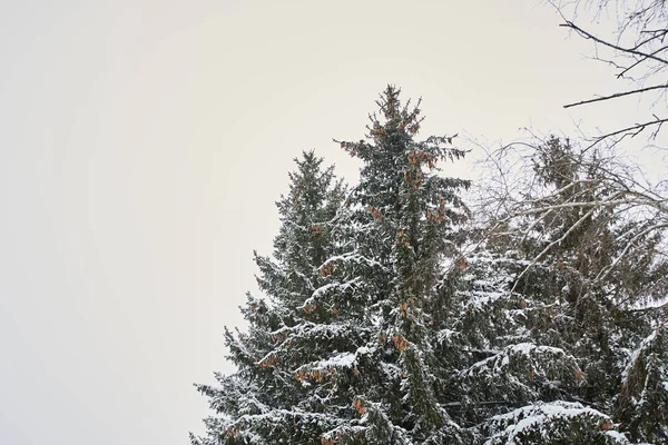 Thick Branches Christmas Trees Covered Snow Background Winter Sky — Zdjęcie stockowe