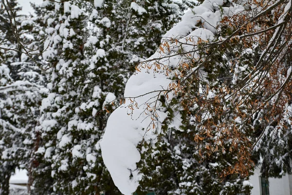 Thick Branches Covered Snow — Stock fotografie