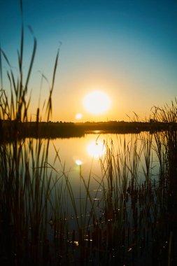 Vertical photo of sunset over a rural river with a blue sky in the background and tussocks in the foreground