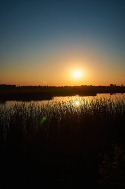 Vertical photo of sunset over a rural river with a blue sky in the background and tussocks in the foreground
