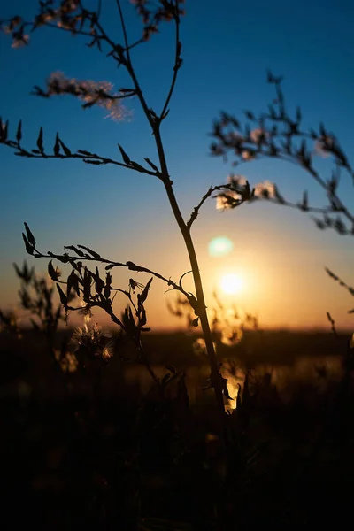 Vertical Photo Sunset Rural River Blue Sky Background Bushes Foreground — Photo