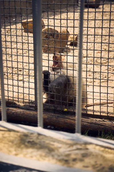 A monkey in a zoo cage holding on to the bars and screaming