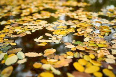 Close-up of yellow fallen leaves lying on the water