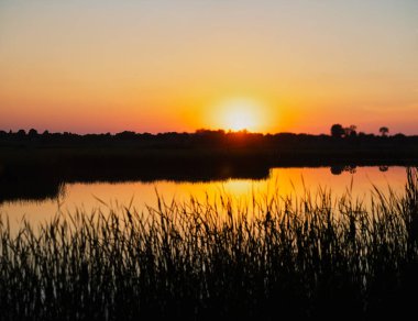 Sunset over a river with a blue sky in the background and bulrush leaves in the foreground in defocus