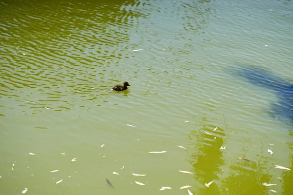 Lone Duckling Swimming Green Lake Summer Sun Park — Stockfoto