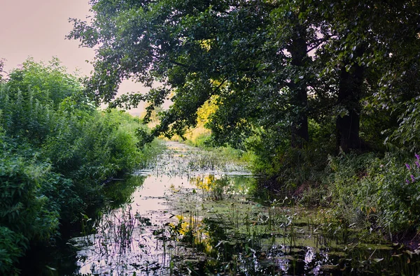 Árboles Sobre Río Rural Atardecer — Foto de Stock