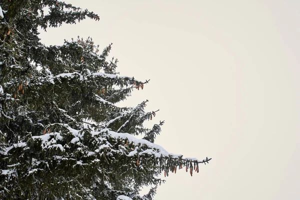 Thick Branches Christmas Trees Covered Snow — Foto Stock