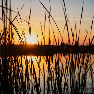 Square photo of a summer sunset over a river with a blue sky in the background and bulrush leaves in the foreground in defocus