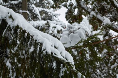 Thick branches of Christmas trees are covered with snow