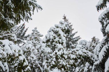 Thick branches of Christmas trees are covered with snow