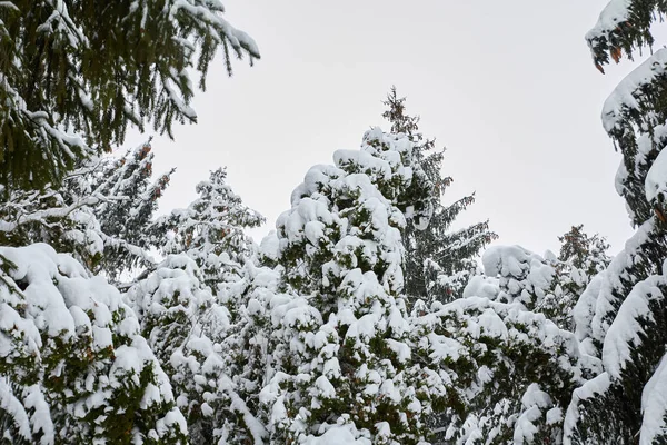 Thick Branches Christmas Trees Covered Snow — Foto Stock