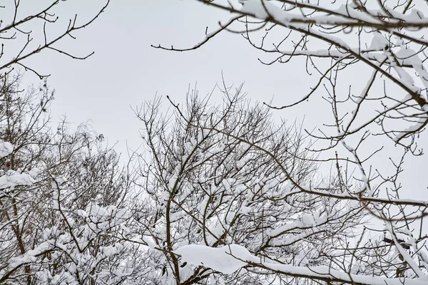 Thick Branches Christmas Trees Covered Snow — Stock fotografie