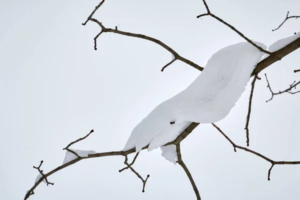 Thick Branches Christmas Trees Covered Snow — Foto Stock