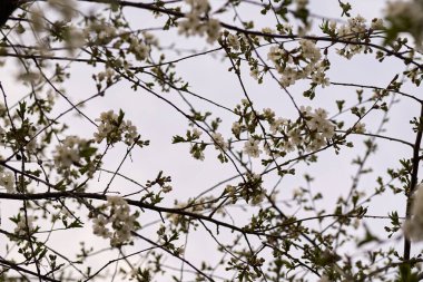 Baharda mavi gökyüzünün arka planında çiçek açan kiraz dalları