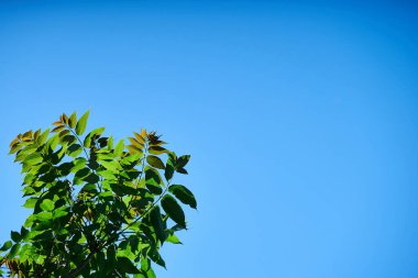 Koyu mavi gökyüzünün arka planındaki yeşil ağacın tepesi.  