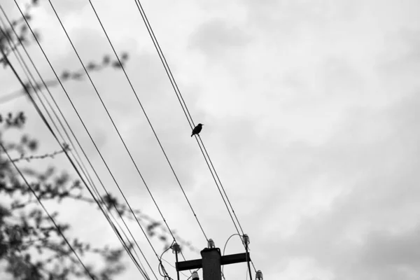 Foto Blanco Negro Cuervo Solitario Sentado Sobre Cables Eléctricos Contra — Foto de Stock