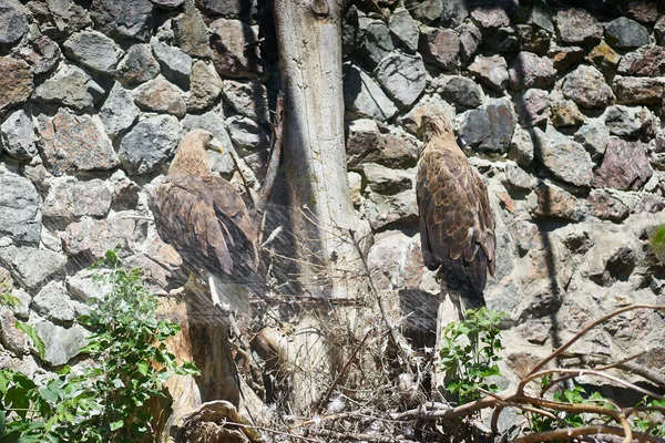 動物園の木の枝に座っている2つの大きな鷹の背中をフレームに — ストック写真