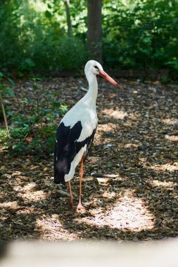 Hayvanat bahçesindeki bir leyleğin dikey fotoğrafı ağaçların gölgesinde ve yerdeki güneş ışınlarının altında.