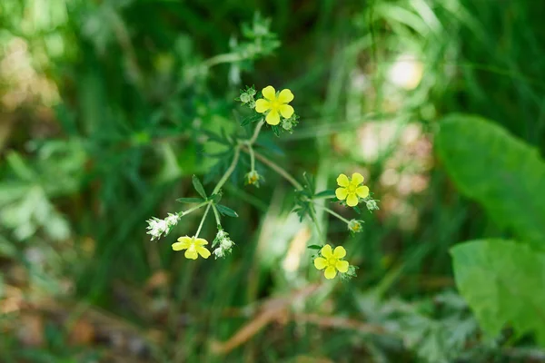 Yeşil otların arka planında çiçek açan sarı çiçeklerin yakın plan görüntüsü.