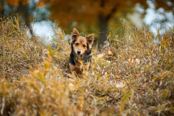 Cão Pequeno Quintal Sentado Grama Outono Olhando Diretamente Para Moldura — Fotografia de Stock