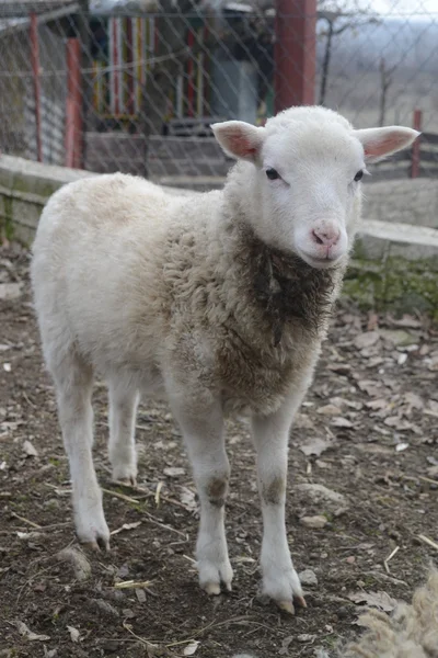 Lammetje op boerderij — Stockfoto