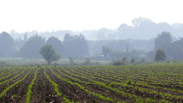 Brume matinale à la campagne — Photo