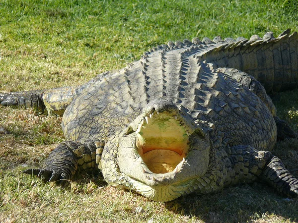 Krokodil framifrån — Stockfoto