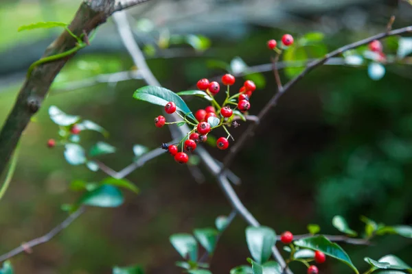 Bacche Rosse Argento Buffaloberry Primo Piano Bacca Rossa Leggermente Essiccata — Foto Stock