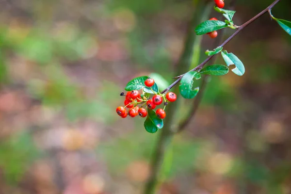 Silberbüffel Rote Beeren Nahaufnahme Rote Beeren Trockneten Leicht Strauch Garten — Stockfoto