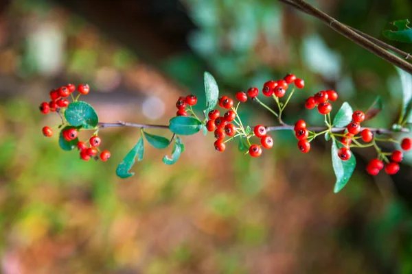 Silver Buffaloberry Röda Bär Närbild Rött Bär Lätt Torkat Busken — Stockfoto