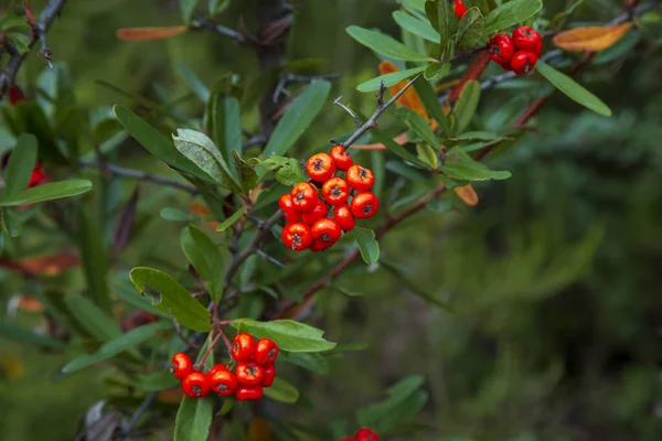 Silberbüffel Rote Beeren Nahaufnahme Rote Beeren Trockneten Leicht Strauch Garten — Stockfoto