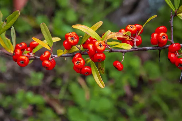 Gümüş Buffaloberry Kırmızı Böğürtlenleri Yakın Plan Bahçedeki Çalılıkta Kırmızı Böğürtlen — Stok fotoğraf