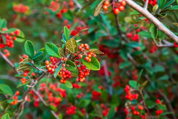 Bacche Rosse Argento Buffaloberry Primo Piano Bacca Rossa Leggermente Essiccata — Foto Stock