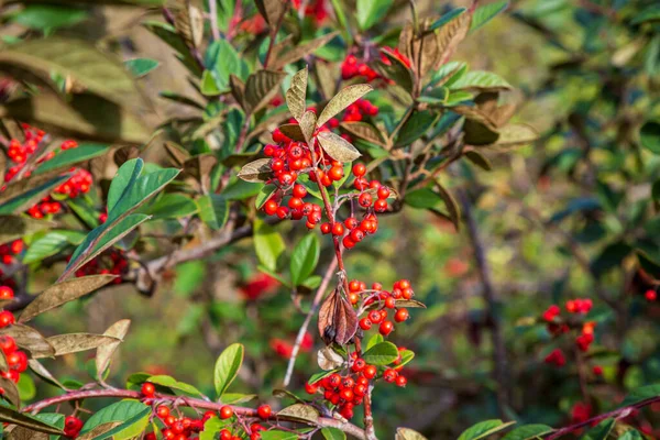 Ezüst Buffaloberry Piros Bogyók Közelről Piros Bogyó Kissé Megszáradt Bokron — Stock Fotó