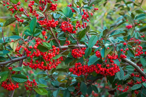 Silver Buffaloberry Red Berries Closeup Red Berry Slightly Dried Bush — Stock Photo, Image