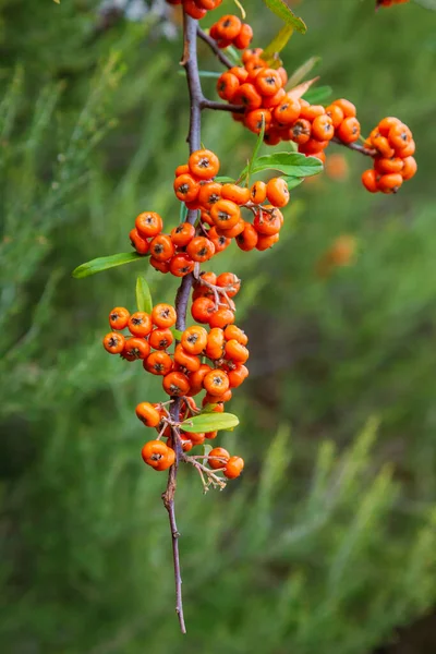 Orange Silver Buffaloberry Primer Plano Baya Roja Ligeramente Seca Arbusto — Foto de Stock
