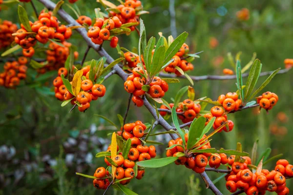 Orange Silver Buffaloberry Крупним Планом Червону Ягоду Злегка Висушують Кущі — стокове фото