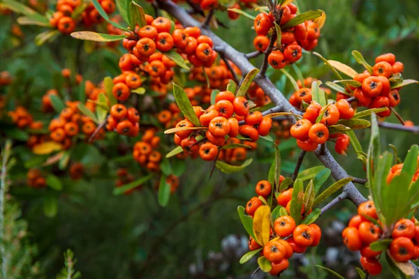 オレンジシルバーバファロベリーを閉じます 庭の茂みに赤い果実がわずかに乾燥しています サイケデリック シルバー バファロベリー シェパーディア アルジェンテ 茂みに囲まれたカウベリーの果実 — ストック写真