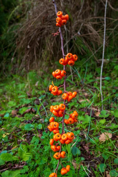 Πορτοκαλί Ασημένιο Buffaloberry Closeup Κόκκινο Μούρο Ελαφρώς Αποξηραμένο Στο Θάμνο — Φωτογραφία Αρχείου