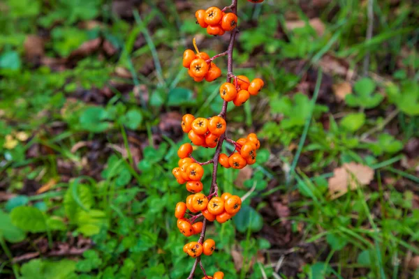 Orange Silver Buffaloberry Primer Plano Baya Roja Ligeramente Seca Arbusto —  Fotos de Stock