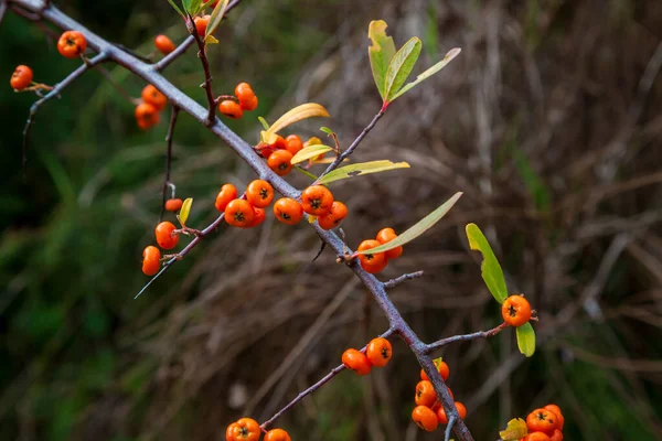 Orange Silver Buffaloberry Nahaufnahme Rote Beeren Trockneten Leicht Strauch Garten — Stockfoto