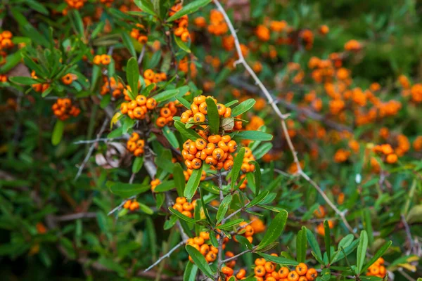 Orange Silver Buffaloberry Nahaufnahme Rote Beeren Trockneten Leicht Strauch Garten — Stockfoto