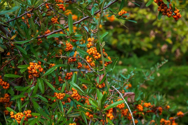 Orange Silver Buffaloberry Primer Plano Baya Roja Ligeramente Seca Arbusto — Foto de Stock