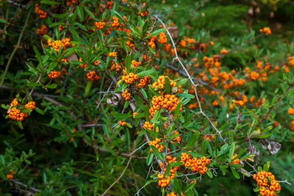 Orange Silver Buffaloberry Nahaufnahme Rote Beeren Trockneten Leicht Strauch Garten — Stockfoto