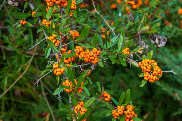 Orange Silver Buffaloberry Nahaufnahme Rote Beeren Trockneten Leicht Strauch Garten — Stockfoto