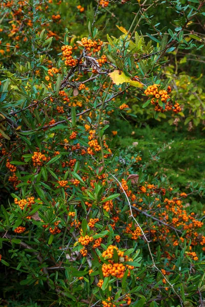 橙色银水牛特写 红浆果在花园里的灌木丛上微微晒干了 迷幻剂银水牛 羊角谢泼德茶 草莓被灌木环绕 — 图库照片