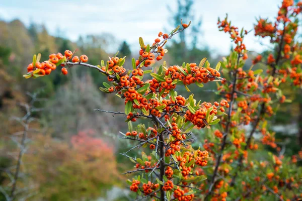 Orange Silver Buffaloberry Nahaufnahme Rote Beeren Trockneten Leicht Strauch Garten — Stockfoto